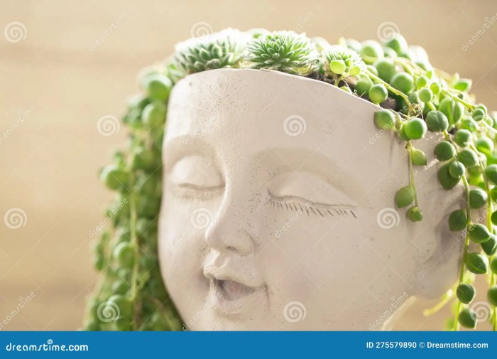 Succulent Garden.sustainable Design Aesthetics.sedums and Succulents in a Pot in the Girls Head ...
